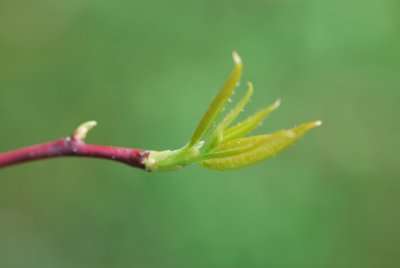 Oxydendron arboreum - kysloun stromový - jarní výhonky